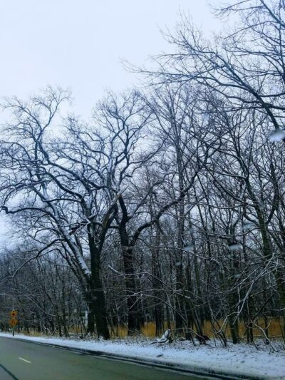 G.A.R. Woods - River Forest, IL