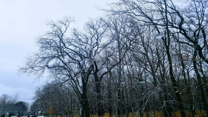 G.A.R. Woods - River Forest, IL