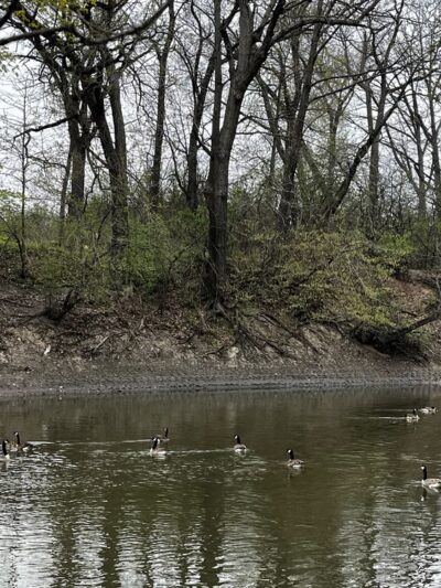 G.A.R. Woods - River Forest, IL