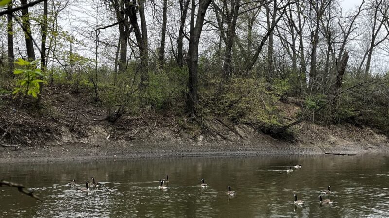 G.A.R. Woods - River Forest, IL