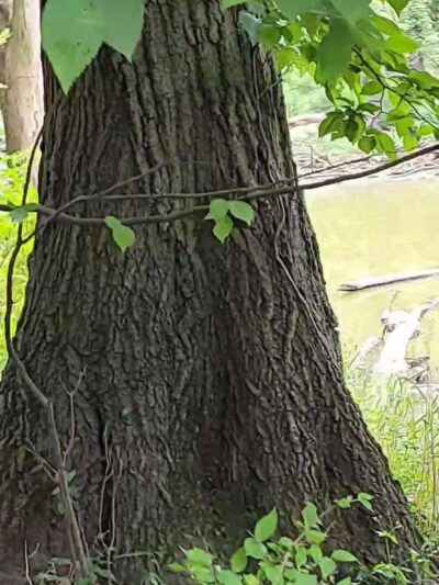 Thatcher Woods - Picnic Grove #1 - River Forest, IL