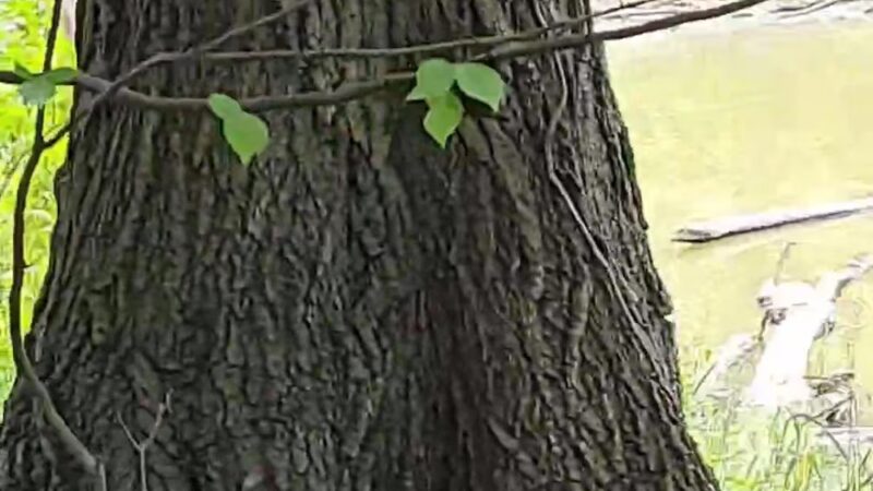 Thatcher Woods - Picnic Grove #1 - River Forest, IL