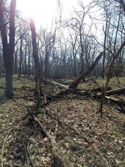 Thatcher Woods - Picnic Grove #1 - River Forest, IL