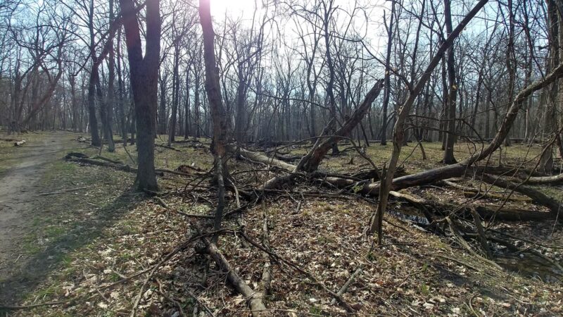 Thatcher Woods - Picnic Grove #1 - River Forest, IL