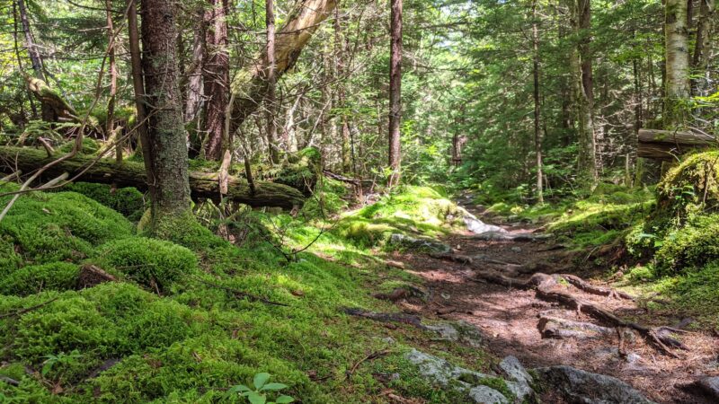 Huckleberry Trail - Riverton, WV