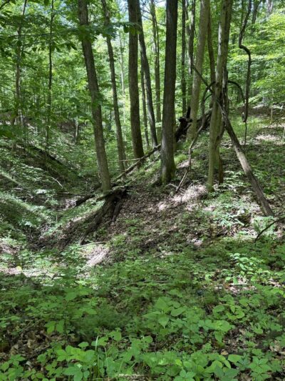 Big Walnut Nature Preserve - Rayfield Trail - Roachdale, IN