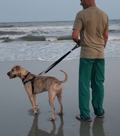 T&D Forever Home Training at The Dog Lounge - Roachdale, IN