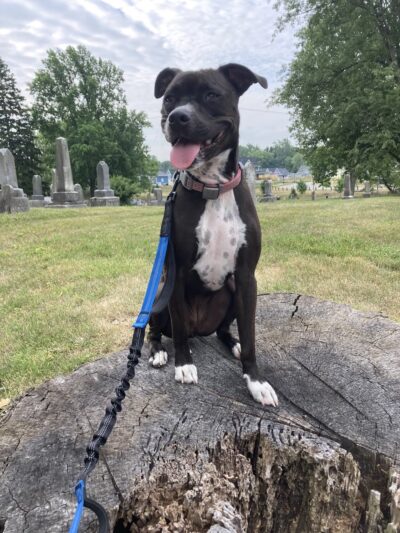 T&D Forever Home Training at The Dog Lounge - Roachdale, IN