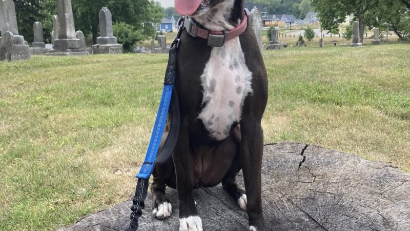 T&D Forever Home Training at The Dog Lounge - Roachdale, IN