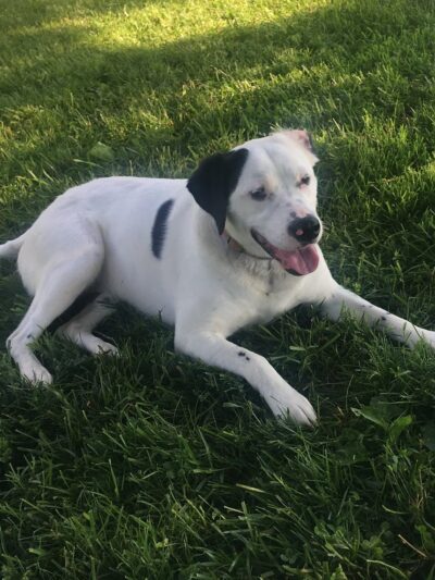 T&D Forever Home Training at The Dog Lounge - Roachdale, IN