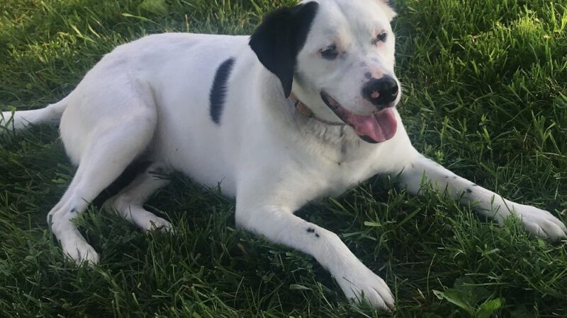 T&D Forever Home Training at The Dog Lounge - Roachdale, IN