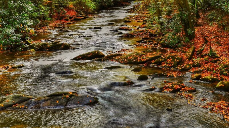 Roan Mountain State Park - Roan Mountain, TN
