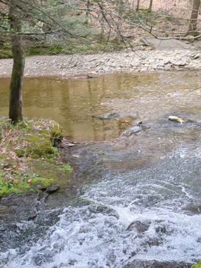 McIntyre Wild Area - Roaring Branch, PA
