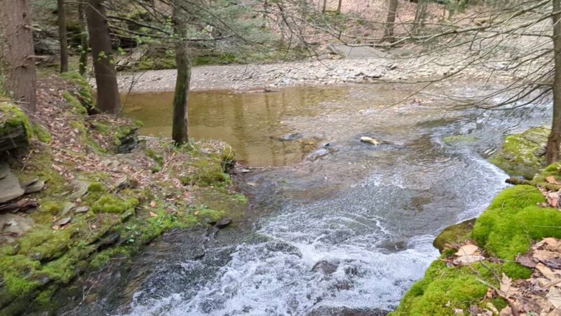 McIntyre Wild Area - Roaring Branch, PA