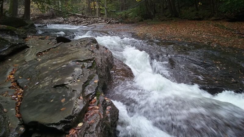 McIntyre Wild Area - Roaring Branch, PA