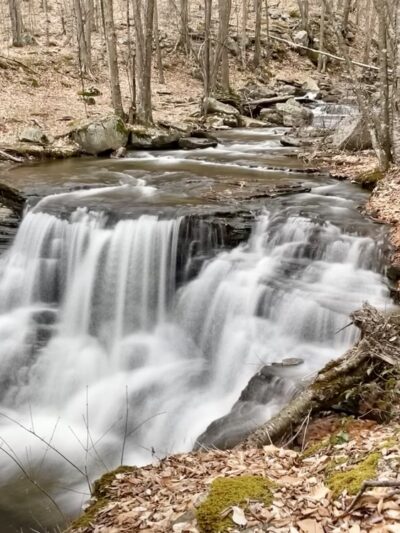 McIntyre Wild Area - Roaring Branch, PA