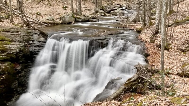 McIntyre Wild Area - Roaring Branch, PA
