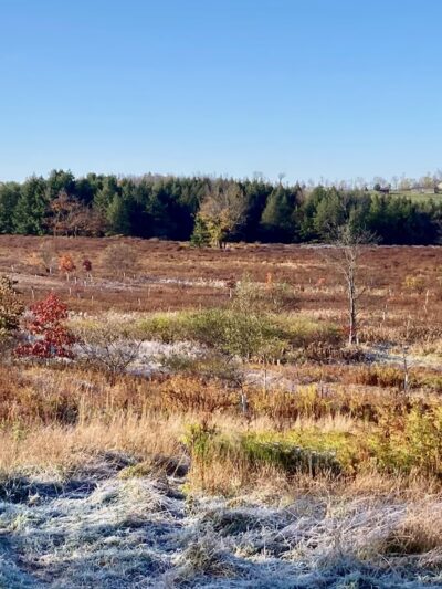 Windy Hill Fowl LLC - Roaring Branch, PA