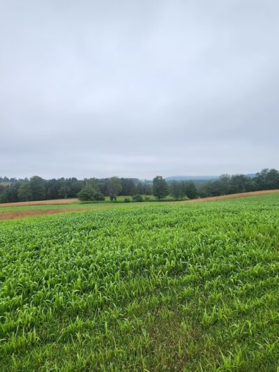 Windy Hill Fowl LLC - Roaring Branch, PA