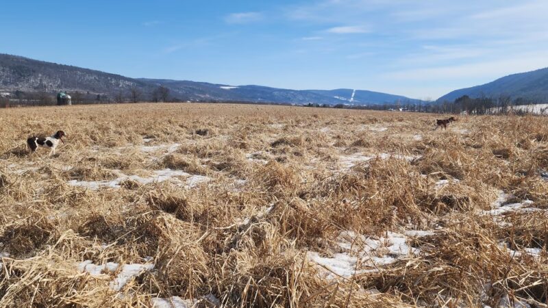 Windy Hill Fowl LLC - Roaring Branch, PA