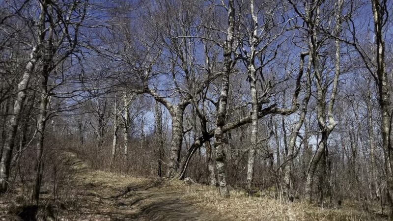 Huckleberry Knob Trail - Robbinsville, NC