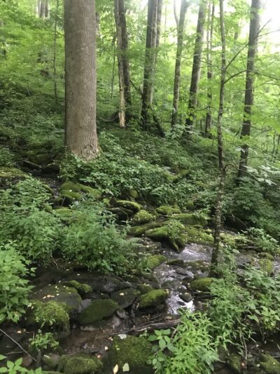 Joyce Kilmer-Slickrock Wilderness - Robbinsville, NC