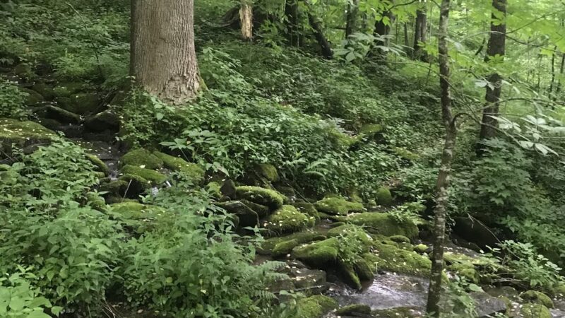 Joyce Kilmer-Slickrock Wilderness - Robbinsville, NC
