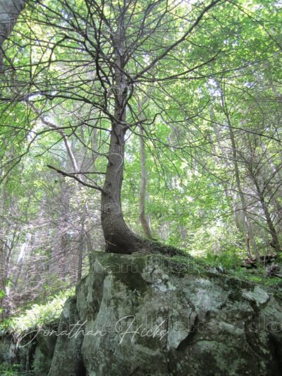 Joyce Kilmer-Slickrock Wilderness - Robbinsville, NC