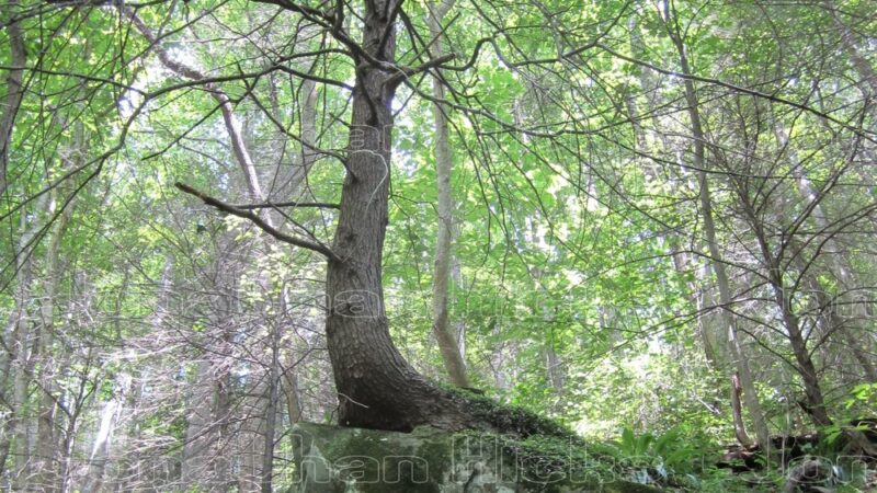 Joyce Kilmer-Slickrock Wilderness - Robbinsville, NC