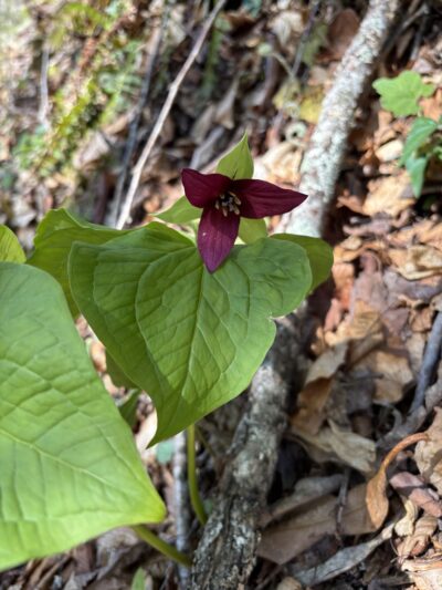 Joyce Kilmer-Slickrock Wilderness - Robbinsville, NC