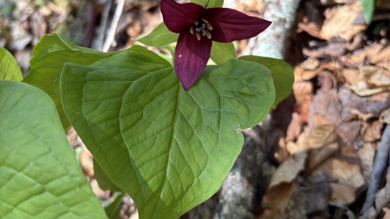 Joyce Kilmer-Slickrock Wilderness - Robbinsville, NC