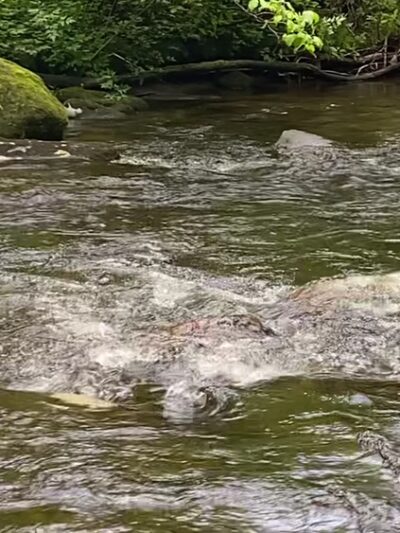 Rattler Ford Campground, Cheoah Ranger District, Nantahala National Forest - Robbinsville, NC