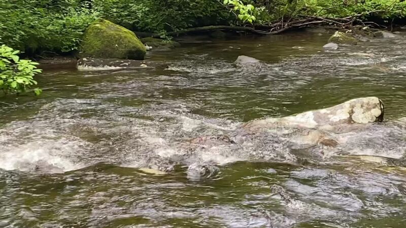 Rattler Ford Campground, Cheoah Ranger District, Nantahala National Forest - Robbinsville, NC