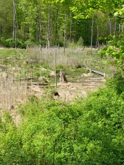Stewart State Forest - Rock Tavern, NY
