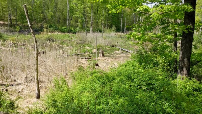 Stewart State Forest - Rock Tavern, NY