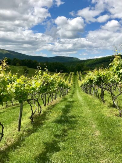 Lexington Valley Vineyard - Rockbridge Baths, VA