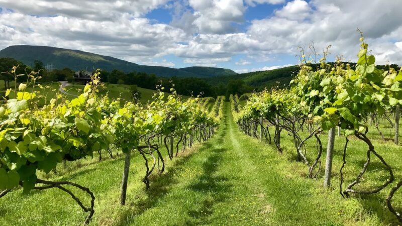 Lexington Valley Vineyard - Rockbridge Baths, VA