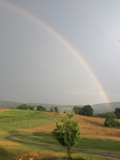 Lexington Valley Vineyard - Rockbridge Baths, VA