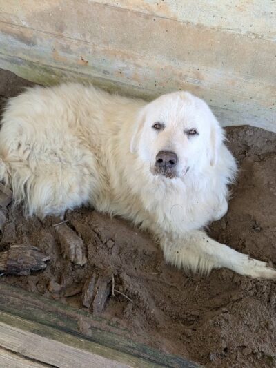 Rockdale Dog Shelter and Dog Park - Rockdale, TX