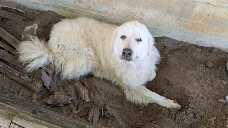 Rockdale Dog Shelter and Dog Park - Rockdale, TX