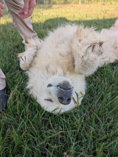 Rockdale Dog Shelter and Dog Park - Rockdale, TX