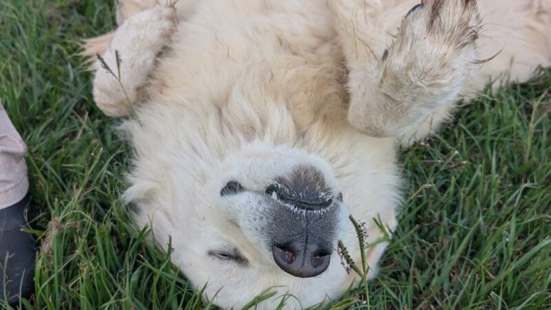 Rockdale Dog Shelter and Dog Park - Rockdale, TX