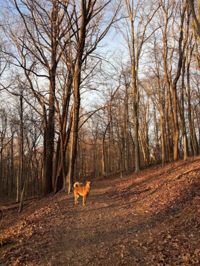 Trailhead for the Rockleigh Woods/Lamont Reserve trails - Rockleigh, NJ