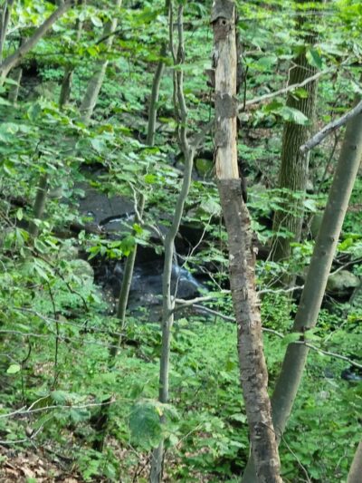 Trailhead for the Rockleigh Woods/Lamont Reserve trails - Rockleigh, NJ