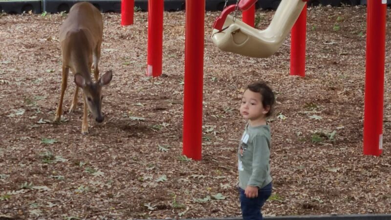 Croydon Park - Rockville, MD