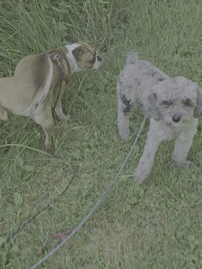 Dawson Farm Park - Rockville, MD