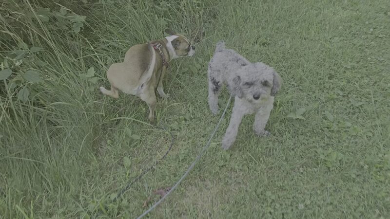 Dawson Farm Park - Rockville, MD