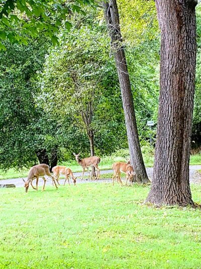 Dawson Farm Park - Rockville, MD