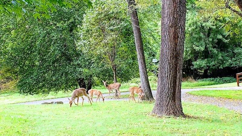 Dawson Farm Park - Rockville, MD