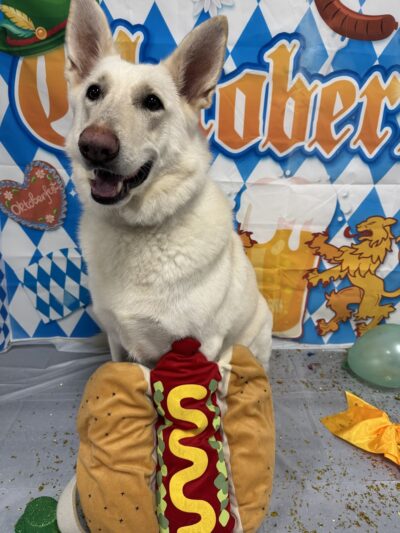 Dogtopia of White Flint - Rockville, MD